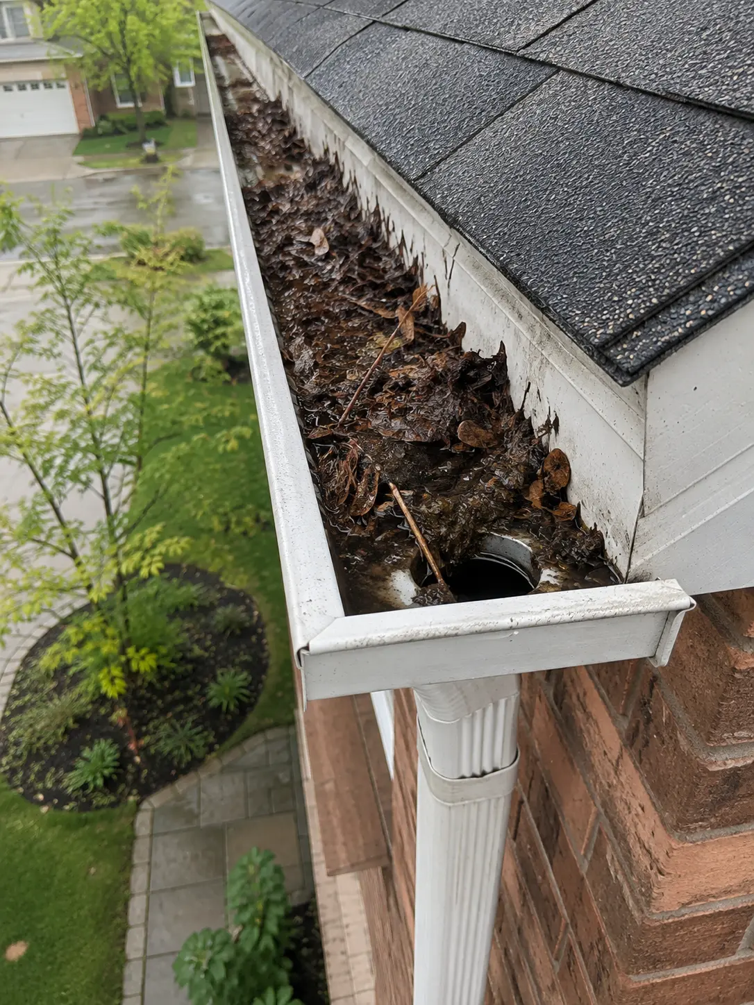 Eavestrough packed with wet leaves at a blocked downspout before cleaning